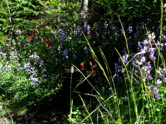 Paradise Creek-123.JPG